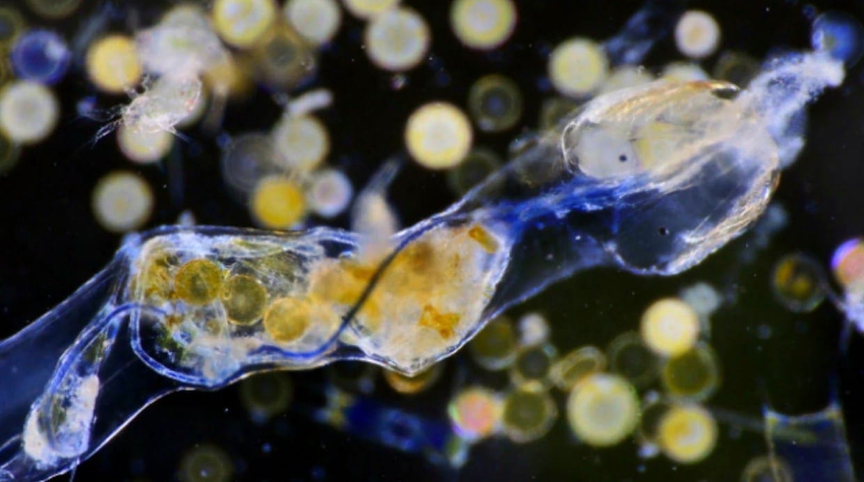 műanyagot-evett-plankton.jpg